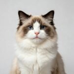 Cat toys, grooming tools, and accessories