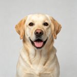 Dog accessories, toys, and daily essentials