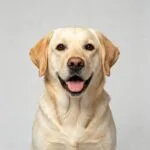 Dog accessories, toys, and daily essentials