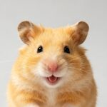 Hamster cages, toys, and habitat decor