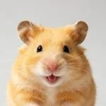 Hamster cages, toys, and habitat decor
