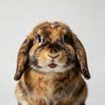 Rabbit toys, habitat gears, and accessories