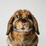 Rabbit toys, habitat gears, and accessories