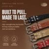 dog-apparel-accessories-32-6 heavy duty dog collar hardware close up displaying four color crocodile grain straps rustproof alloy buckles and solid rivet stitching details