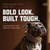 dog-apparel-accessories-32-9 rugged rivet pet collar lifestyle shot of a pitbull wearing the brown spiked crocodile grain collar with bold decorative metal studs around its neck