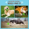 dog-rolling-squeaky-ball-toy-37-5 dog rolling squeaky ball buyer real use scene three different dog breeds playing biting chasing the bright green interactive chew ball on outdoor green grass